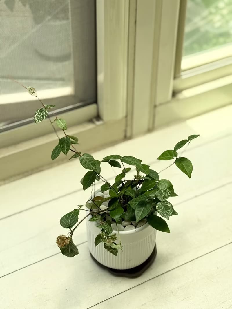 植栽小品_三寸陶瓷花器/白金葛/合果芋/初雪葛/劍尾竹芋