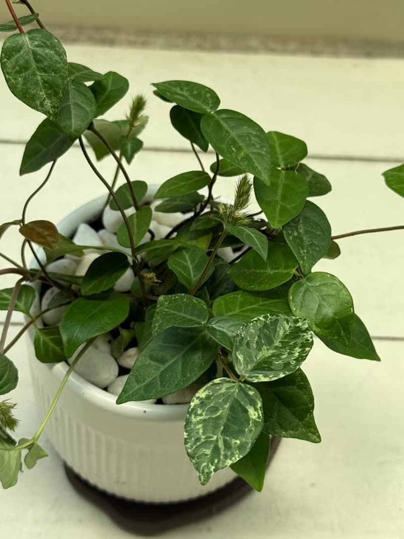 植栽小品_三寸陶瓷花器/白金葛/合果芋/初雪葛/劍尾竹芋