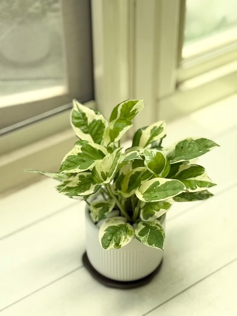 植栽小品_三寸陶瓷花器/白金葛/合果芋/初雪葛/劍尾竹芋