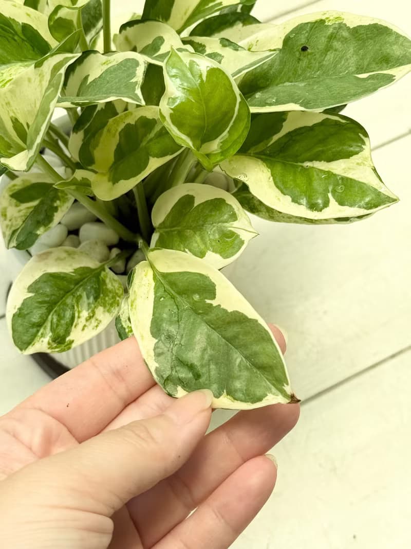 植栽小品_三寸陶瓷花器/白金葛/合果芋/初雪葛/劍尾竹芋