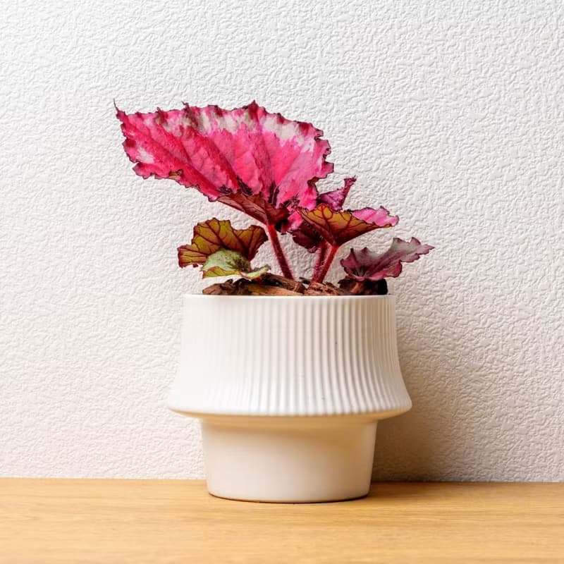 蛤蟆海棠 現代感直線陶瓷盆白色 桌上型盆栽 觀葉植物 禮物 盆栽