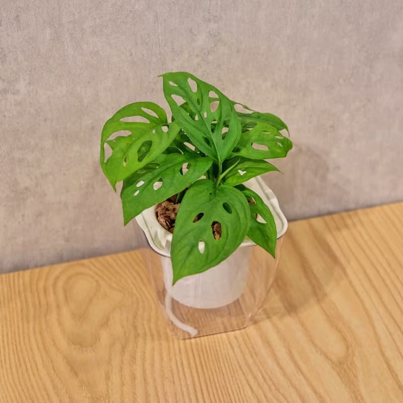 窗孔龜背芋 免澆水方形盆栽 室內植物 觀葉植物 禮物盆栽 辦公室