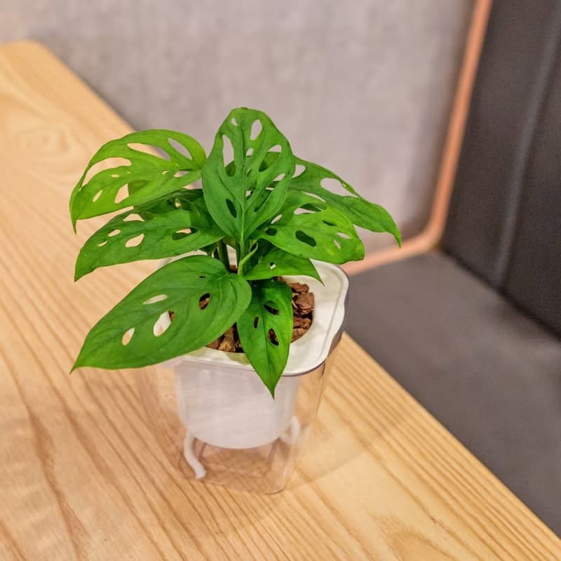 窗孔龜背芋 免澆水方形盆栽 室內植物 觀葉植物 禮物盆栽 辦公室