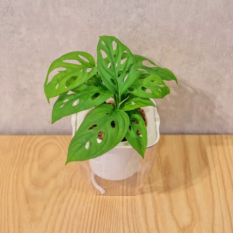 窗孔龜背芋 免澆水方形盆栽 室內植物 觀葉植物 禮物盆栽 辦公室