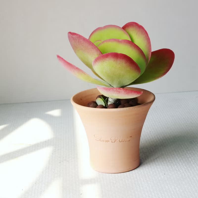 植栽 盆栽 l 唐印風采 多肉界的觀葉植物 室內植物 辦公室盆栽