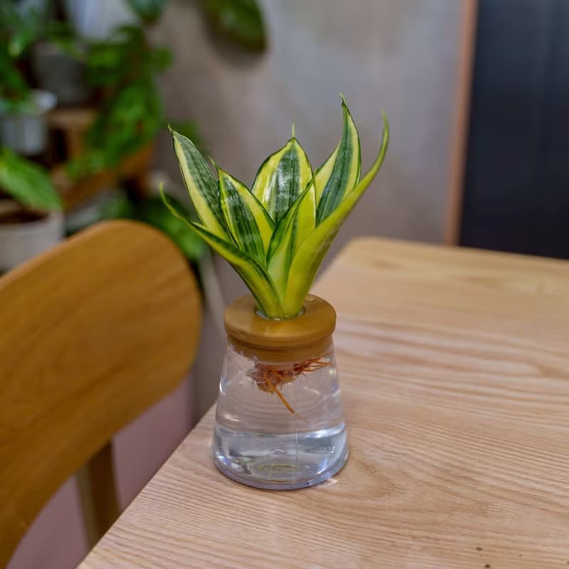 哈尼虎尾蘭 三角水耕盆栽 室內植物 觀葉植物 禮物 水培