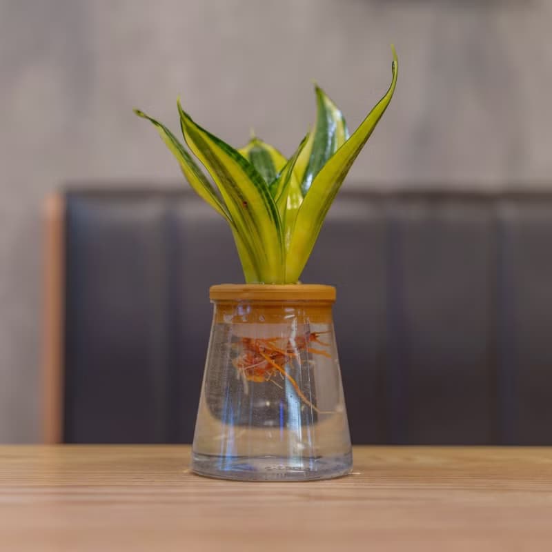 哈尼虎尾蘭 三角水耕盆栽 室內植物 觀葉植物 禮物 水培