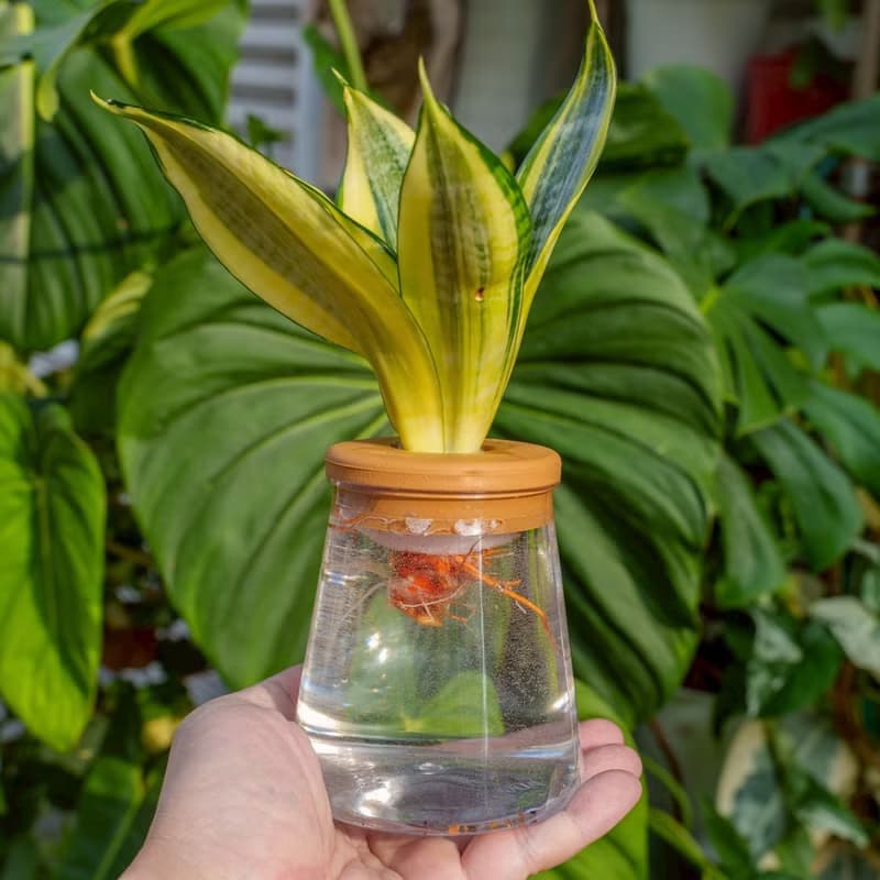 哈尼虎尾蘭 三角水耕盆栽 室內植物 觀葉植物 禮物 水培