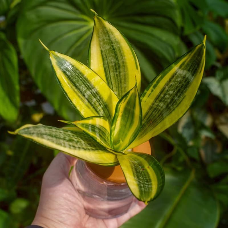哈尼虎尾蘭 三角水耕盆栽 室內植物 觀葉植物 禮物 水培