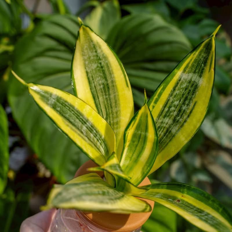 哈尼虎尾蘭 三角水耕盆栽 室內植物 觀葉植物 禮物 水培