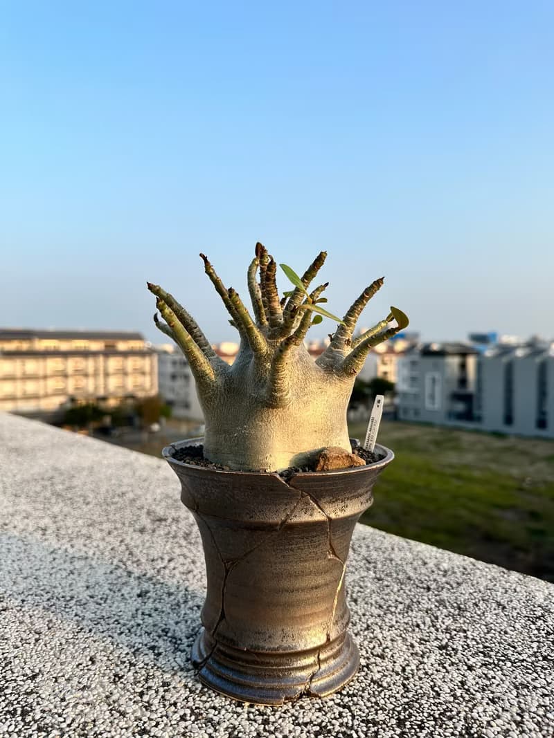 生日送禮 塊根植物 哥吉拉沙漠玫瑰