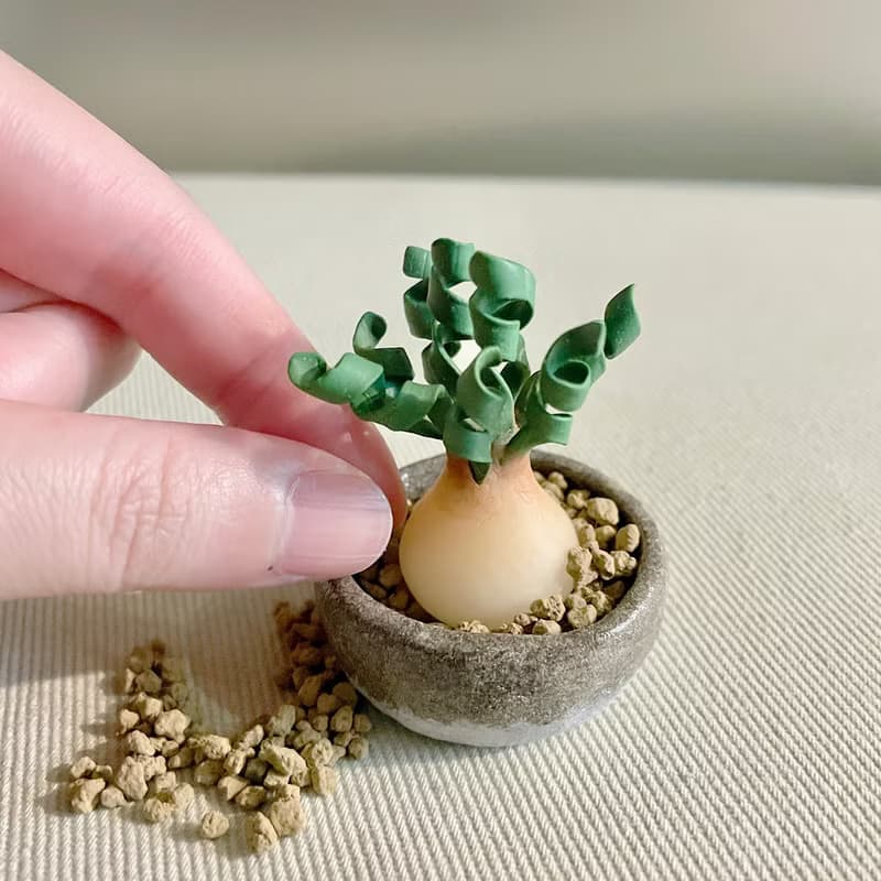 接單製作款 迷你彈簧草盆栽。迷你黏土塊根植物擺件