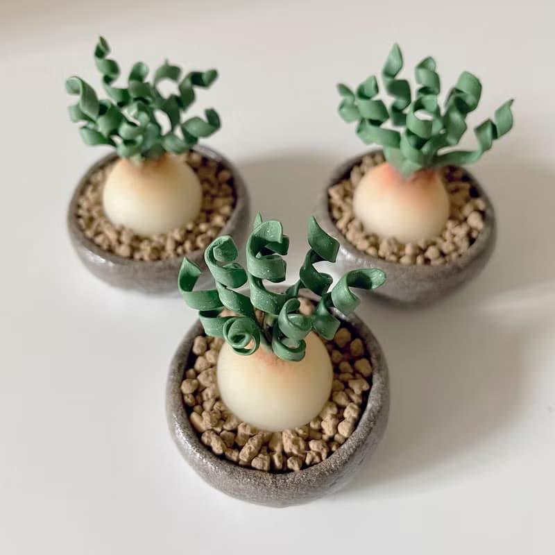 接單製作款 迷你彈簧草盆栽。迷你黏土塊根植物擺件