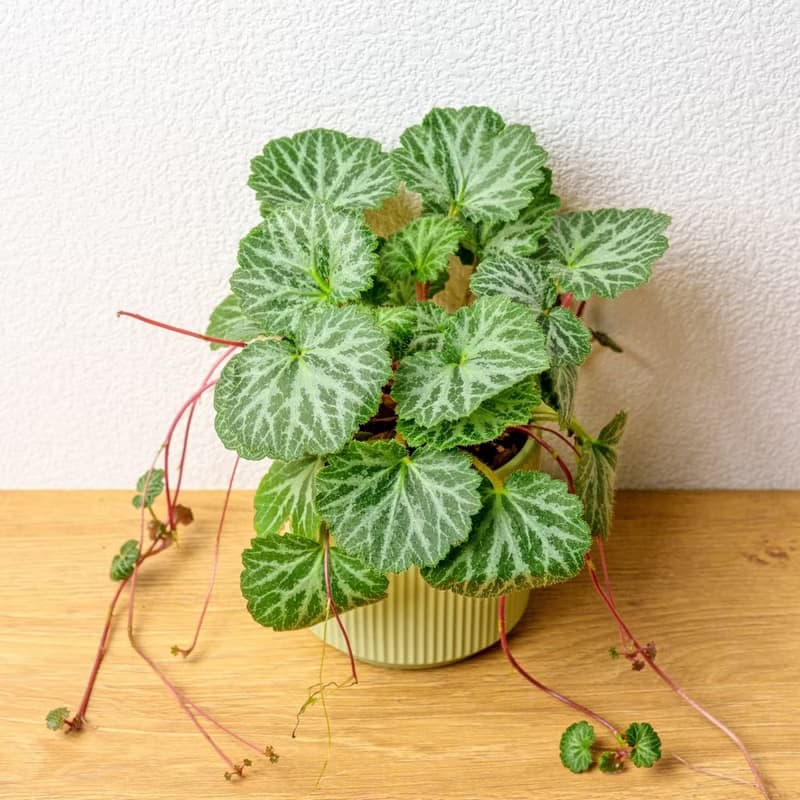 虎耳草 莫蘭迪色系直紋陶盆 室內植物 觀葉植物 禮物 盆栽