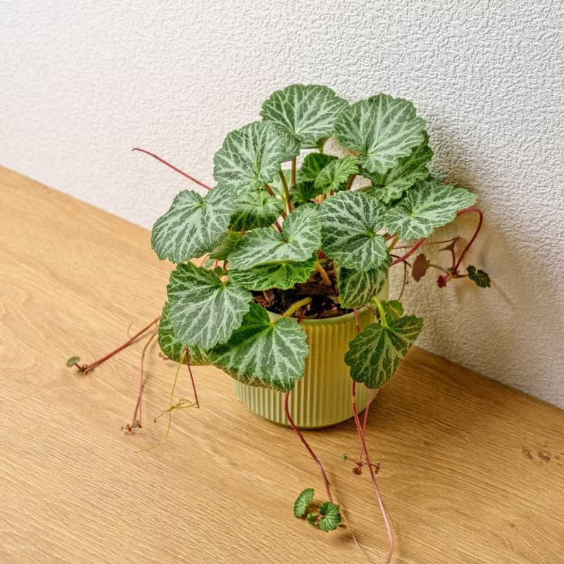 虎耳草 莫蘭迪色系直紋陶盆 室內植物 觀葉植物 禮物 盆栽