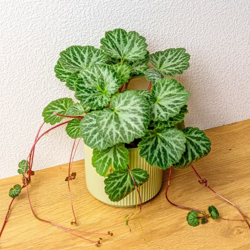 虎耳草 莫蘭迪色系直紋陶盆 室內植物 觀葉植物 禮物 盆栽