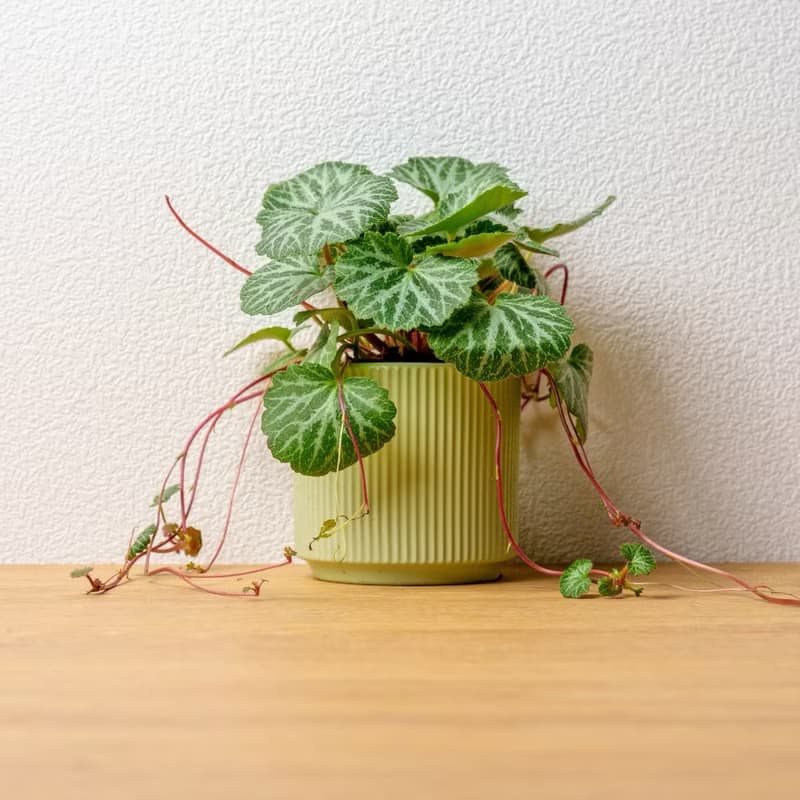 虎耳草 莫蘭迪色系直紋陶盆 室內植物 觀葉植物 禮物 盆栽