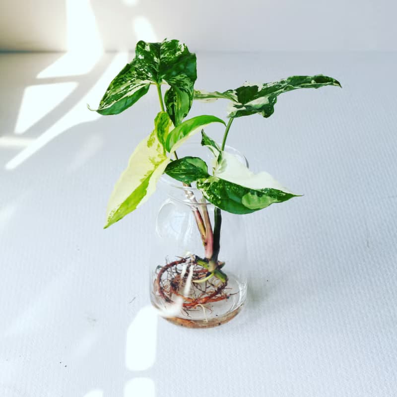 水培植栽│大理石合果芋_室內植物 辦公室盆栽  植栽 盆栽 水耕