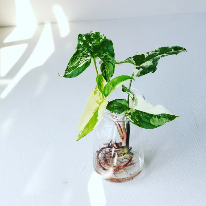 水培植栽│大理石合果芋_室內植物 辦公室盆栽  植栽 盆栽 水耕