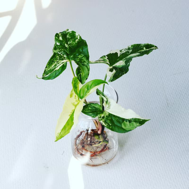 水培植栽│大理石合果芋_室內植物 辦公室盆栽  植栽 盆栽 水耕