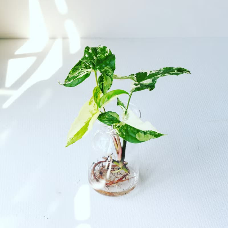水培植栽│大理石合果芋_室內植物 辦公室盆栽  植栽 盆栽 水耕