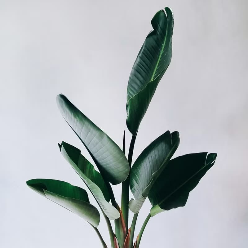 開幕首選盆栽-天堂鳥