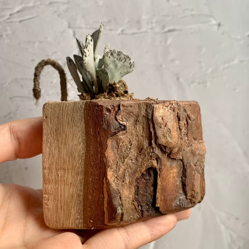 手工木作設計 盆栽擺飾 多肉植物 巧克力脆片 雀扇
