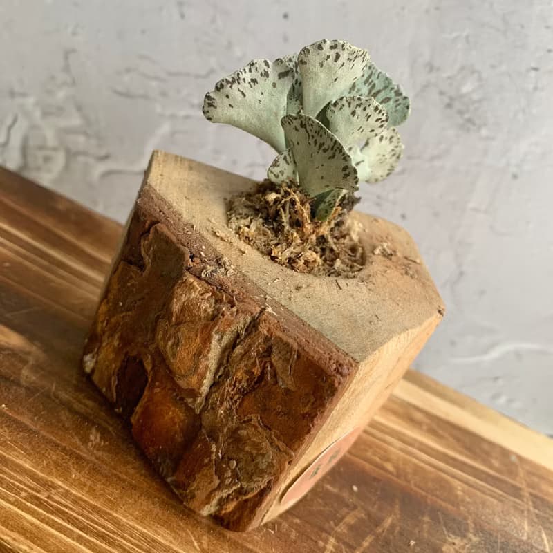 手工木作設計 盆栽擺飾 多肉植物 巧克力脆片 雀扇