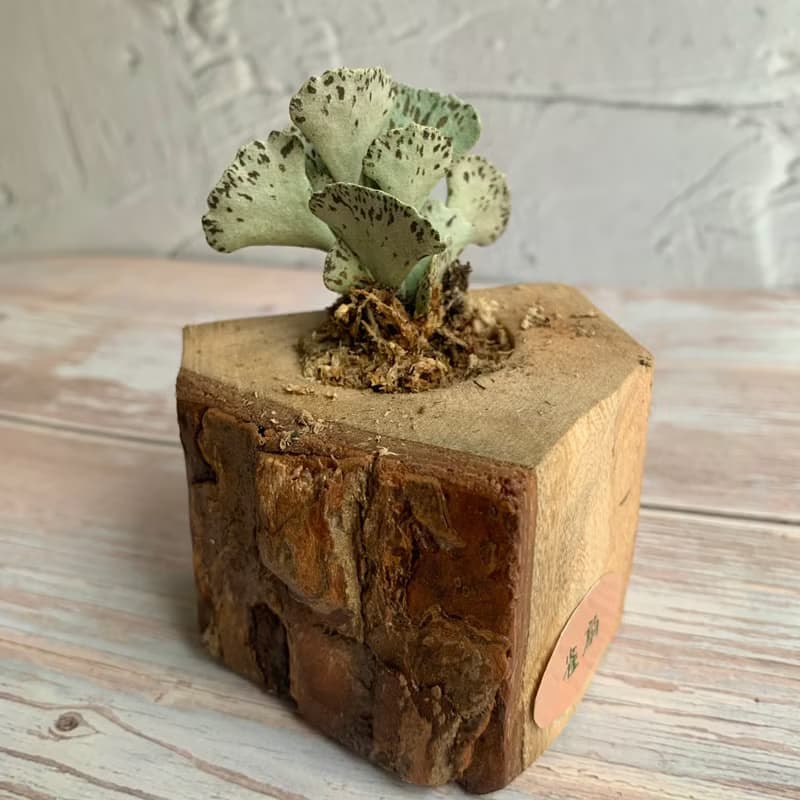 手工木作設計 盆栽擺飾 多肉植物 巧克力脆片 雀扇