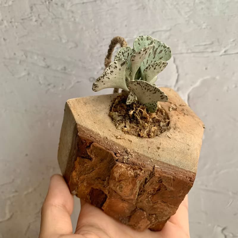 手工木作設計 盆栽擺飾 多肉植物 巧克力脆片 雀扇