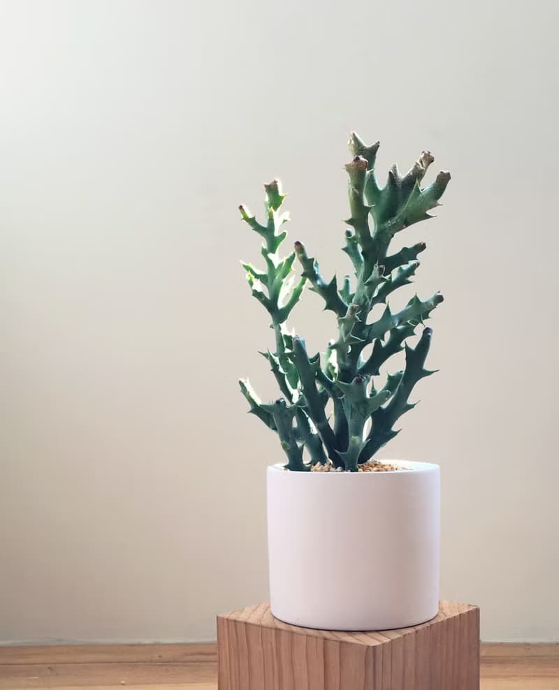 (盆栽) 鹿角 Deer Horn (多肉植物 療癒 辦公室小物 居家 禮物)