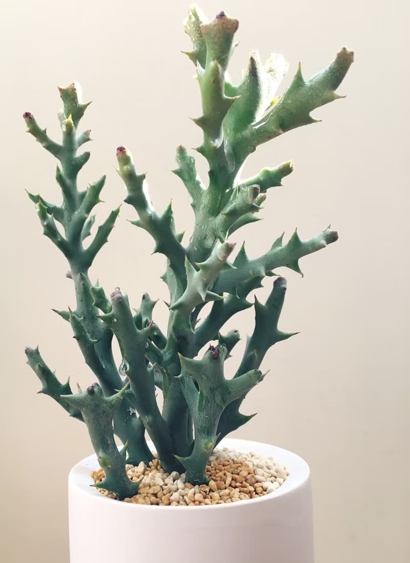 (盆栽) 鹿角 Deer Horn (多肉植物 療癒 辦公室小物 居家 禮物)