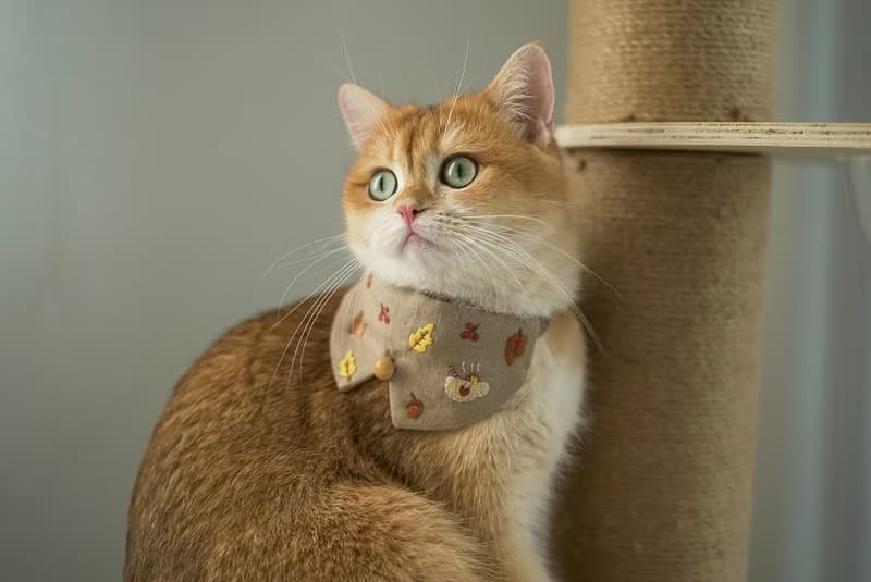 Autumn Hand embroidery collar set, free bell, Cat Collar, Breakaway cat collar