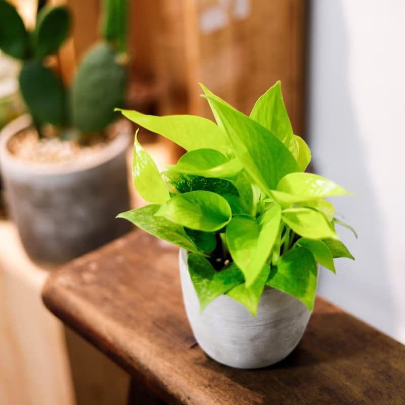 【室內盆栽】萊姆黃金葛 觀葉植物 盆栽 植栽 發財樹 開幕送禮