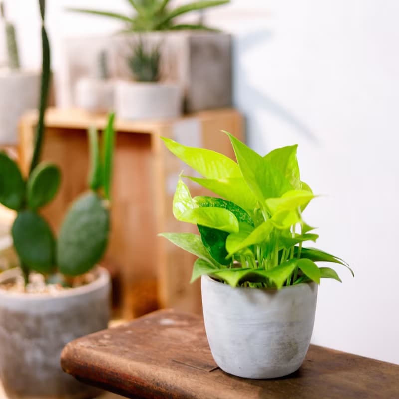 【室內盆栽】萊姆黃金葛 觀葉植物 盆栽 植栽 發財樹 開幕送禮