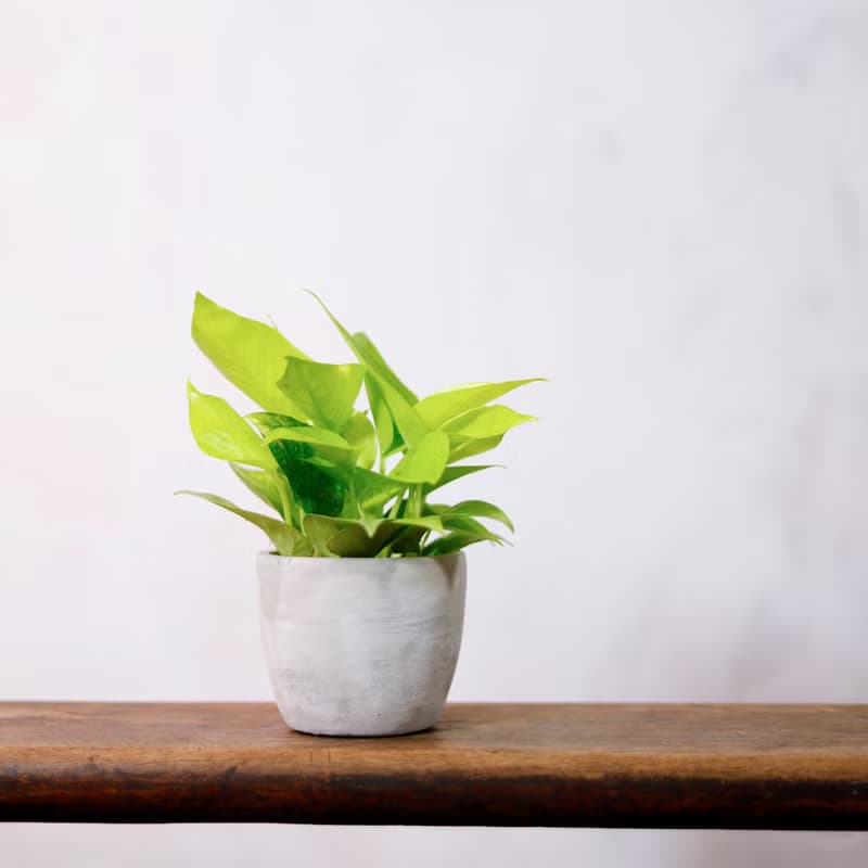 【室內盆栽】萊姆黃金葛 觀葉植物 盆栽 植栽 發財樹 開幕送禮