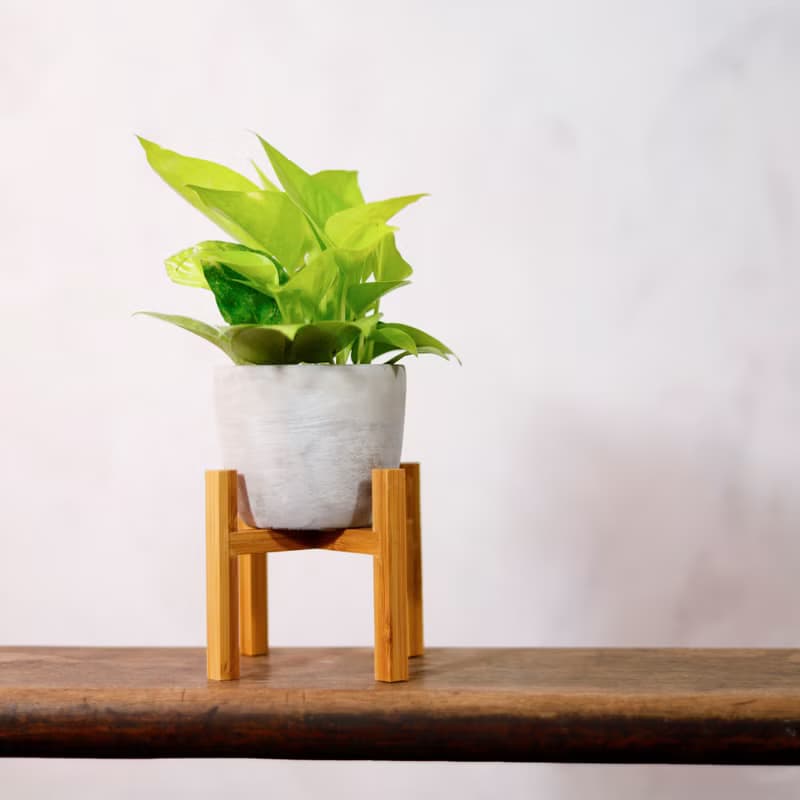 【室內盆栽】萊姆黃金葛 觀葉植物 盆栽 植栽 發財樹 開幕送禮