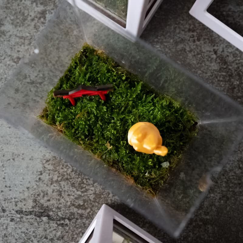 積木裡的苔蘚世界