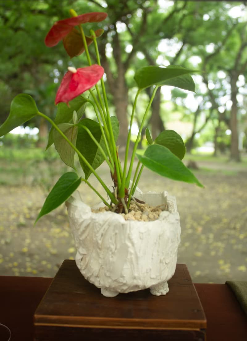石壁火鶴 盆器 盆栽 火鶴 陶藝 禮品
