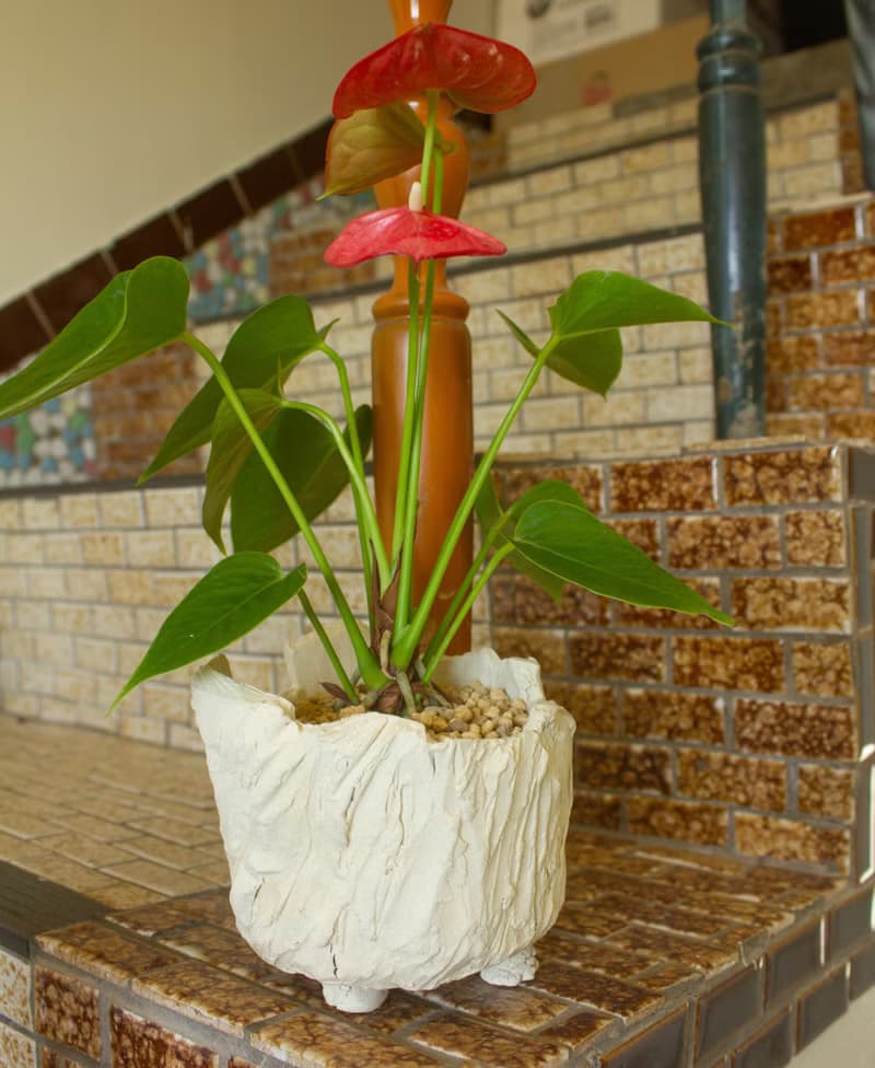 石壁火鶴 盆器 盆栽 火鶴 陶藝 禮品