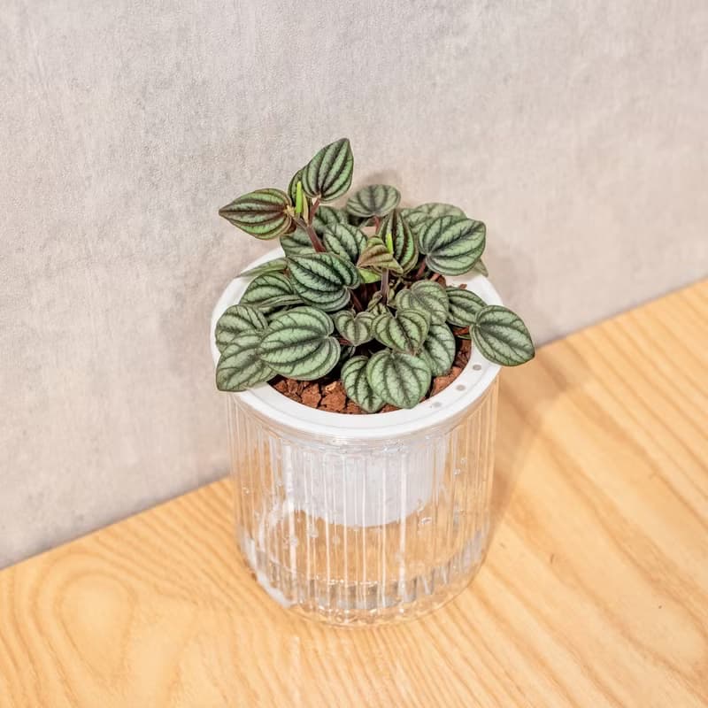 孔雀椒草 簡約風懶人盆器 花盆 透明自動吸水盆