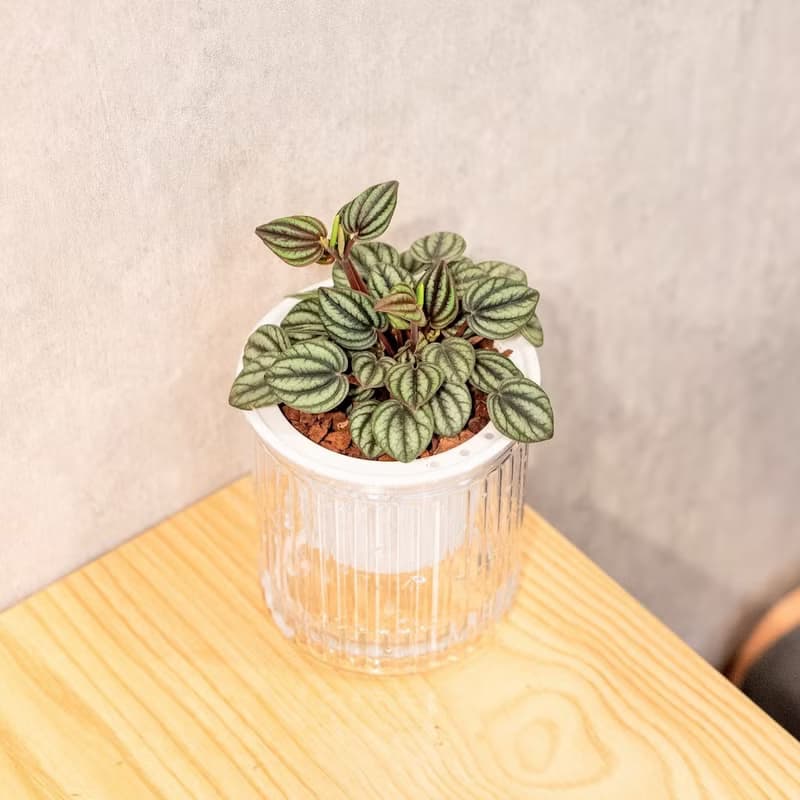 孔雀椒草 簡約風懶人盆器 花盆 透明自動吸水盆