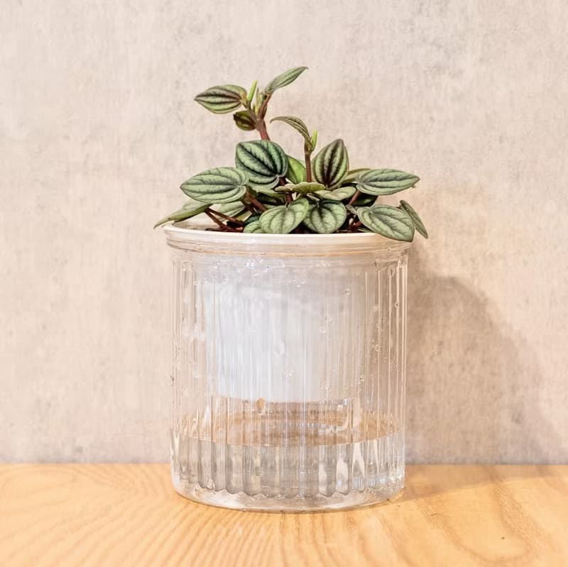 孔雀椒草 簡約風懶人盆器 花盆 透明自動吸水盆