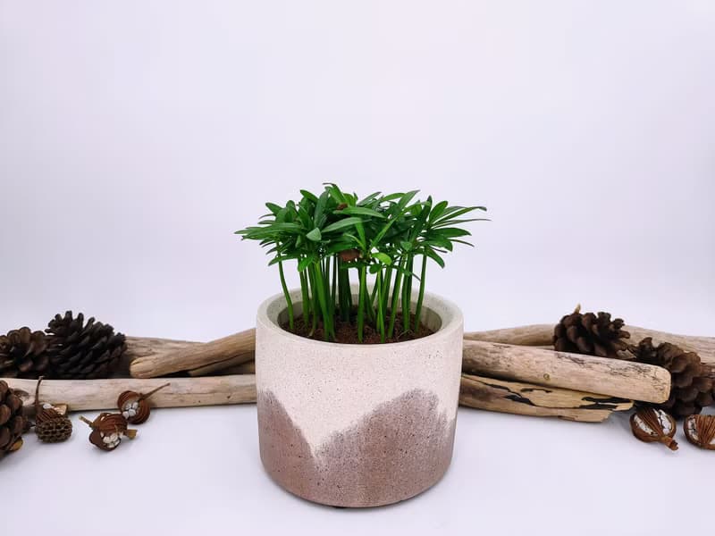 水泥花器│水泥盆栽│水泥植栽(不含植物)│