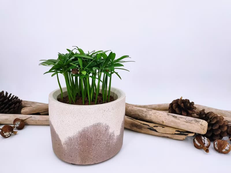 水泥花器│水泥盆栽│水泥植栽(不含植物)│