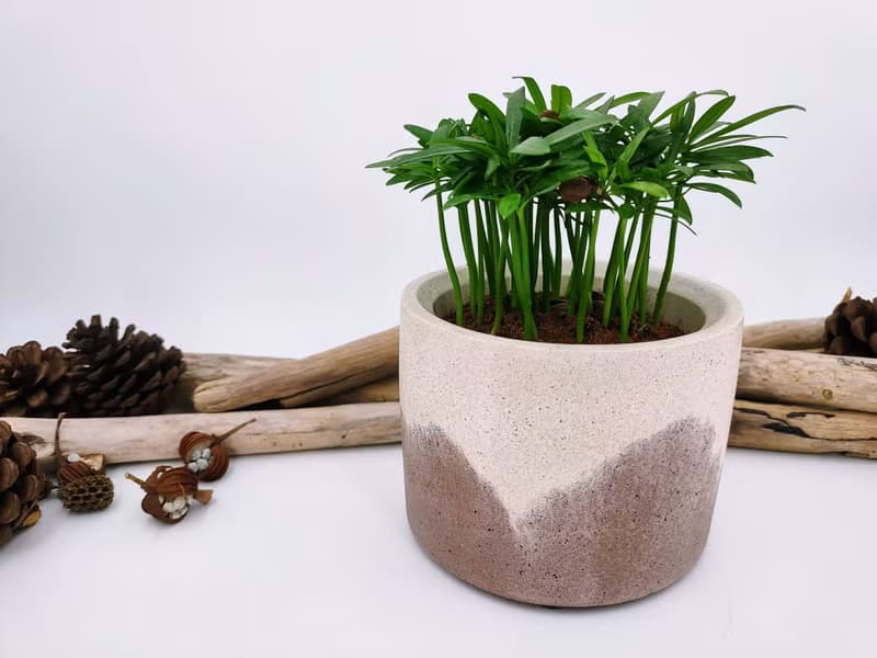 水泥花器│水泥盆栽│水泥植栽(不含植物)│