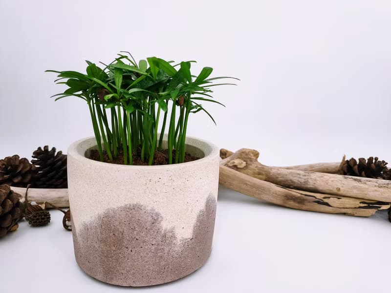 水泥花器│水泥盆栽│水泥植栽(不含植物)│