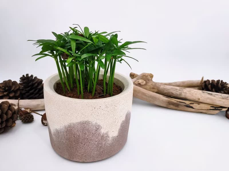 水泥花器│水泥盆栽│水泥植栽(不含植物)│