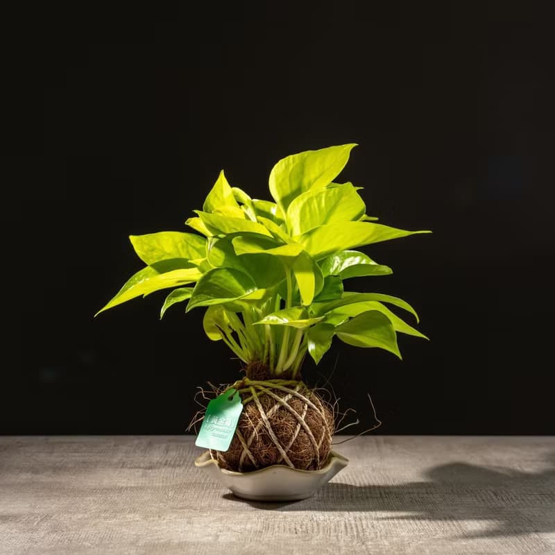 陽光黃金葛苔球 苔球植物 苔玉 室內植物 辦公室植物 交換禮物
