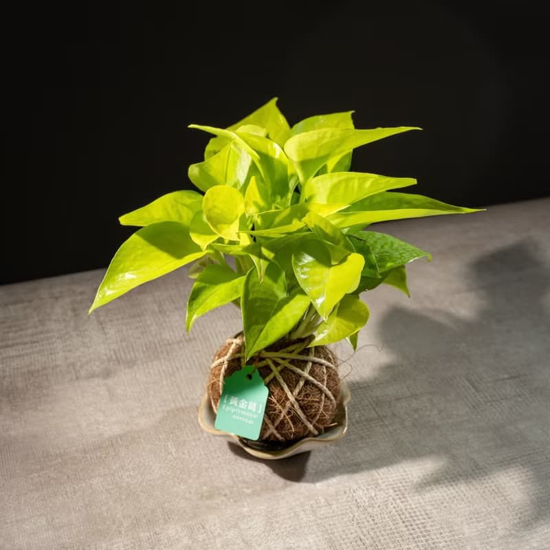 陽光黃金葛苔球 苔球植物 苔玉 室內植物 辦公室植物 交換禮物